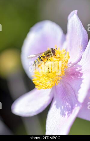 Syrphus ribesii - Hoverfly, resting on a blossom of the japanese autumn anemone - Anemone hupehensis Stock Photo
