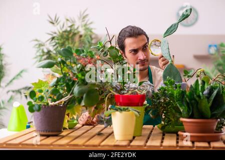 Young gardener with plants indoors Stock Photo