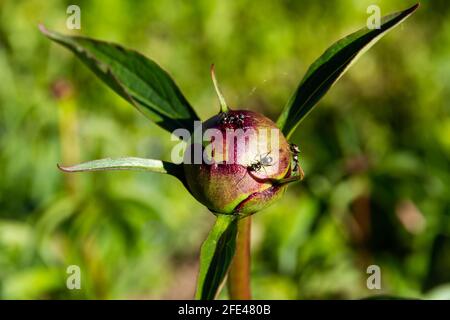 ants crawl on swollen peony buds on a bright sunny summer day in the village Stock Photo