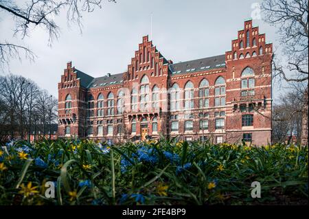 The historic red brick Lund university library in front of spring flowers in springtime in Lund Sweden Stock Photo