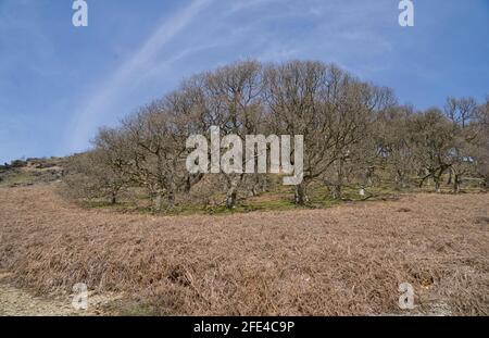 Elan valley trail with Victorian era reservoirs and bilingual signs in Welsh/English in Powys,Wales,UK Stock Photo