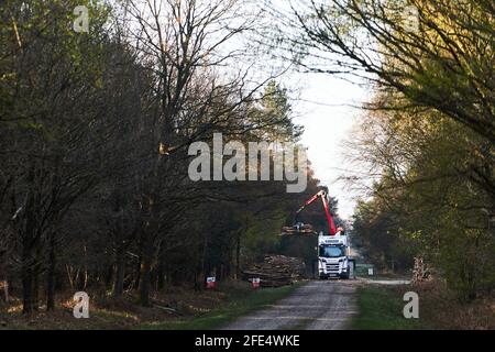 Lorry loading up cutdown trees in a Forest in the UK Stock Photo