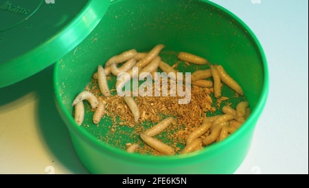 Crawling maggots as bait for fishing rod Stock Video Footage - Alamy