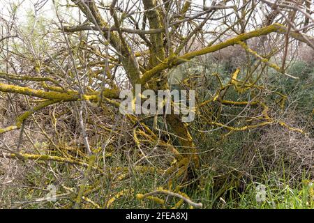 A dead tree is overgrown with moss Stock Photo
