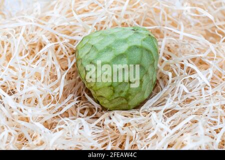 Custard apple or cherimoya on hay background. exotic fruits. Stock Photo