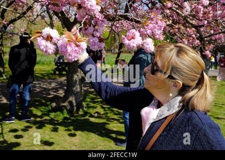 London, UK. 25th Apr, 2021. Greenwich Park London 24th April 2020 Visitors to Greenwich Park enjoy a beautiful warm spring day and enjoy the sunshine where temperatures are set to reach a high of 17c Credit: MARTIN DALTON/Alamy Live News Stock Photo