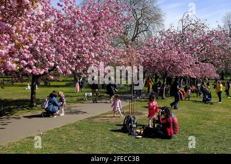 London, UK. 25th Apr, 2021. Greenwich Park London 24th April 2020 Visitors to Greenwich Park enjoy a beautiful warm spring day and enjoy the sunshine where temperatures are set to reach a high of 17c Credit: MARTIN DALTON/Alamy Live News Stock Photo