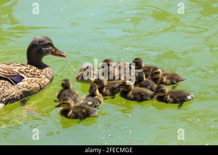 Mallard With Ducklings in a lake Stock Photo