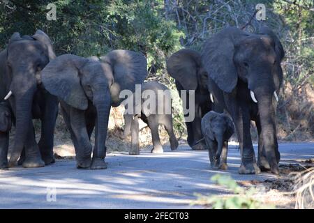 Urban Elephant Herd Stock Photo