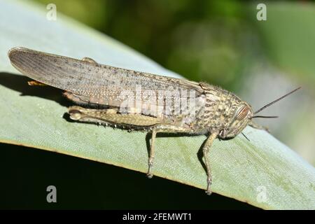 Grasshopper bait hi-res stock photography and images - Alamy