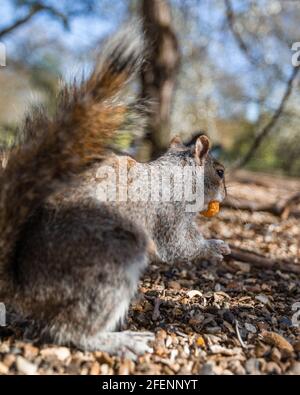 Portrait of a squirrel as it eats an orange in a London park. Stock Photo
