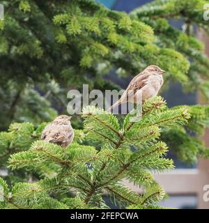 Pair of sparrows sit on the spruce tree branches. Stock Photo