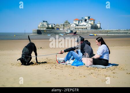 A dog digs a hole in the sand on the beach in Weston-super-Mare, Somerset. Picture date: Saturday April 24, 2021. Stock Photo