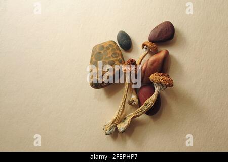 Dried Psilocybe Cubensis Psilocybin Mushrooms and sea stones, flat lay. Magic shrooms Golden Teacher. Psychedelic inspiration. Natural herbal therapy. Stock Photo