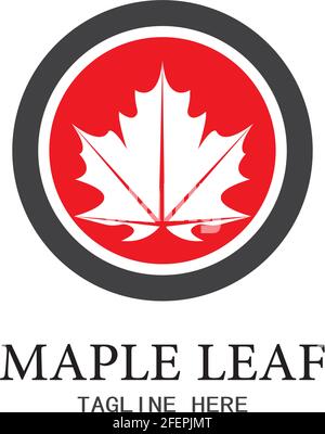 Maple leaf vector illustration design template Stock Vector