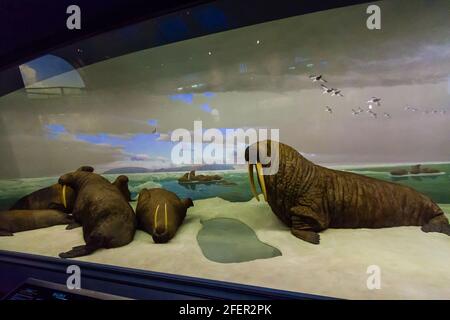 Skull of walrus (Odobenus rosmarus), Manitoba Museum, Winnipeg, Manitoba,  Canada Stock Photo - Alamy