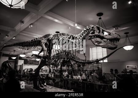 Black and white iamge of the Tyrannosaurus rex (T-rex) skeleton in American Museum of Natural History Stock Photo