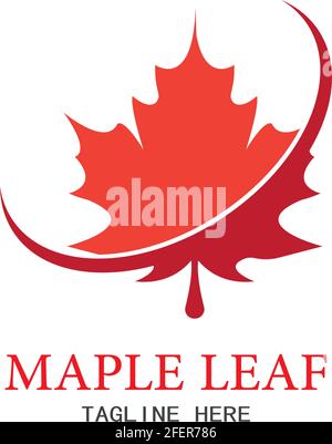 Maple leaf vector illustration design template Stock Vector
