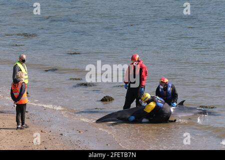 Dalgety Bay, Fife Scotland, UK. 24th April 2021: Members of the British Divers Marine Life Rescue and Coastguard Search and Rescue attempt to rescue a baby Minke Whale at St Davids Harbour, Dalgety Bay, Fife, Scotland, United Kingdom. Scotland United Kingdom.     Credit: Ian Rutherford/Alamy Live News. Stock Photo