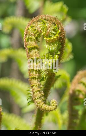 Uncurling fiddlehead shoot in hedge-bank in Spring sunshine. Species unidentified. May be Bracken or Dryopteris species (in Cornwall). Nature abstract Stock Photo