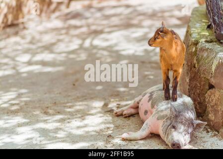 funny little lamb, baby goat, stands on a pink pig in a petting zoo for kids on a farm. Variety of farm animals Stock Photo