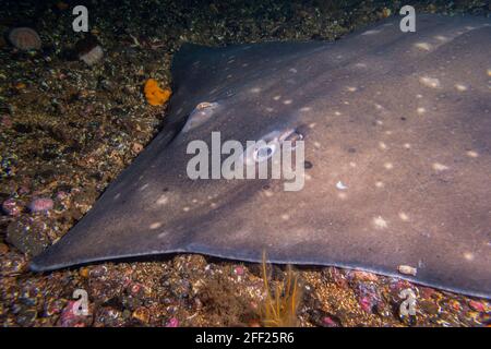 Huge Flapper Skate encountered while diving at Lochcarron, Scotland Stock Photo