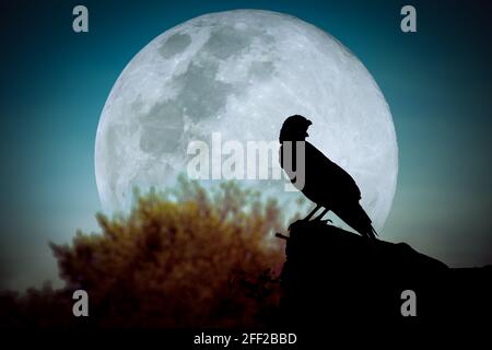 Beautiful night sky with full moon, tree and silhouette of crow on stone that can be used for halloween. Vignette and vintage picture style. Outdoors. Stock Photo