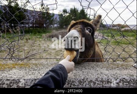 Donkey in field walking, animals and nature Stock Photo