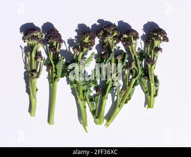 Row of sprigs of purple sprouting broccoli against plain white background Stock Photo