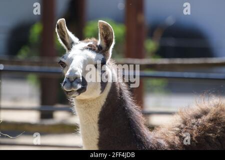 Llama Stock Photo