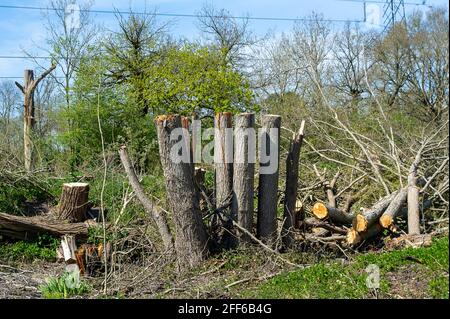Denham, Buckinghamshire, UK. 24th April, 2021. Yet more trees felled by HS2 during the bird nesting season. The High Speed Rail link from London to Birmingham puts 693 wildlife sites, 108 ancient woodlands and 33 SSSIs at risk. Credit: Maureen McLean/Alamy Stock Photo