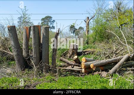 Denham, Buckinghamshire, UK. 24th April, 2021. Yet more trees felled by HS2 during the bird nesting season. The High Speed Rail link from London to Birmingham puts 693 wildlife sites, 108 ancient woodlands and 33 SSSIs at risk. Credit: Maureen McLean/Alamy Stock Photo