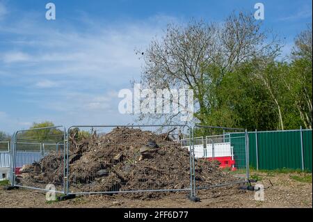 Denham, Buckinghamshire, UK. 24th April, 2021. Tree roots heaped in a pile by HS2 following tree felling by them. The High Speed Rail link from London to Birmingham puts 693 wildlife sites, 108 ancient woodlands and 33 SSSIs at risk. Credit: Maureen McLean/Alamy Stock Photo