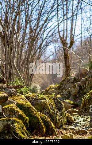 Path Between The Rocks Forest path leading between the rocks Stock Photo - Alamy