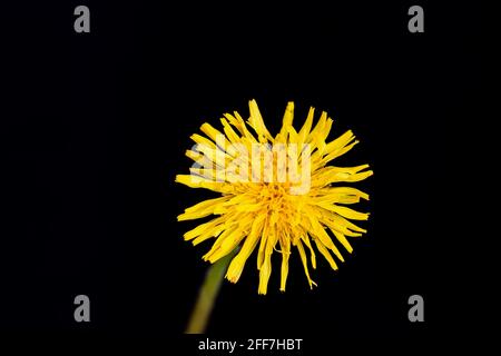 dandelion on black background  dandelion on black background Stock Photo