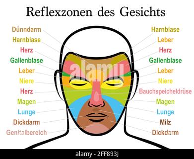 Face reflexology chart, german text. Alternative acupressure and physiotherapy health treatment. Zone massage chart with colored areas and names. Stock Photo