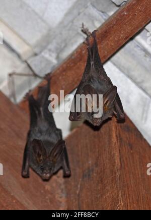Lesser False Vampire Bat (Megaderma spasma) roosting in cave, Sekunyit ...