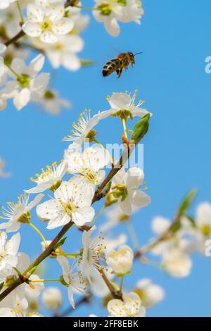 Mirabelle Plum tree blossom,  Cherry Plum, Prunus Domestica syriaca Stock Photo