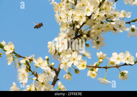 Mirabelle Plum tree blossom,  Cherry Plum, Prunus Domestica syriaca bee flying Stock Photo