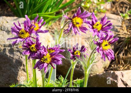 Pulsatilla vulgaris Papageno early spring rockery garden flowers Pulsatilla flower Pasque flower Stock Photo