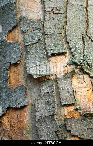 Sycamore maple tree bark texture Acer bark peeling old bark cracked bark Stock Photo