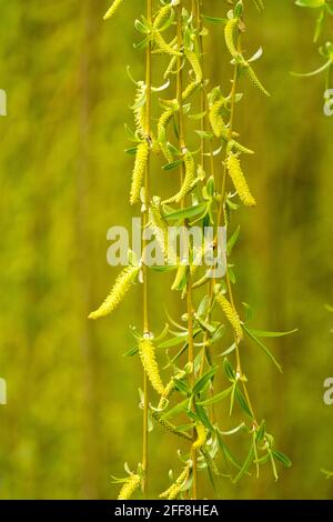 Weeping Willow Catkins, Salix babylonica Willow branch Stock Photo