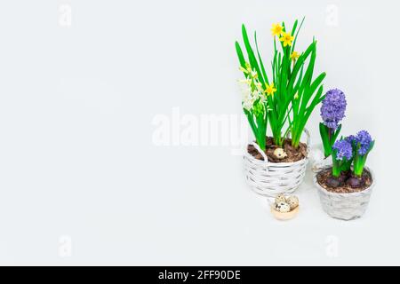 Easter banner. Beautiful yellow daffodils with blue hyacinths in baskets and a decorative hay nest with quail eggs inside. Easter table decoration. Stock Photo