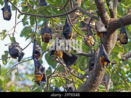 Lyle's Flying Fox (Pteropus lylei) day time roost with one grooming Siem Reap, Cambodia     January Stock Photo