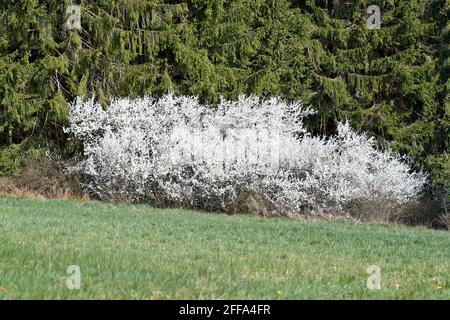 White cherry blossom photographed in spring in the Eifel, Germany Stock Photo