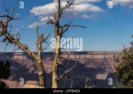 Wildfire-damaged trees at the Grand Canyon Stock Photo