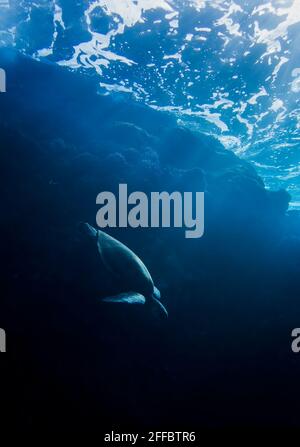 Light rays break through water and shine on shell of diving sea turtle in conceptual image underwater in Hawaii. Stock Photo