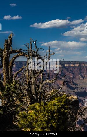 Wildfire-damaged trees at the Grand Canyon Stock Photo