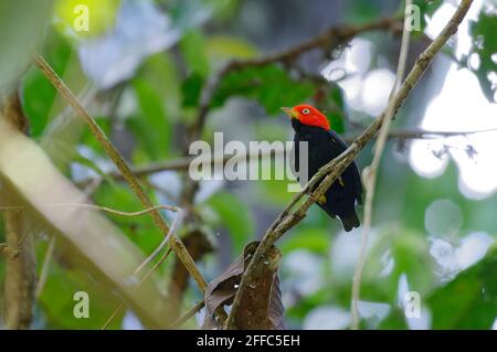 Red-capped Manakin (Pipra mentalis) at Corcovado National Park, Costa Rica Stock Photo