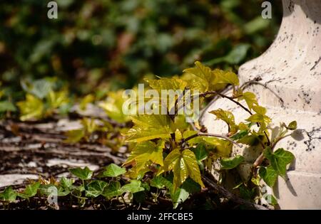 decorative yellow and green  ivy and vine climber plants on beige stone surface. dense green foliage. fresh spring scene. blurred green background. Stock Photo